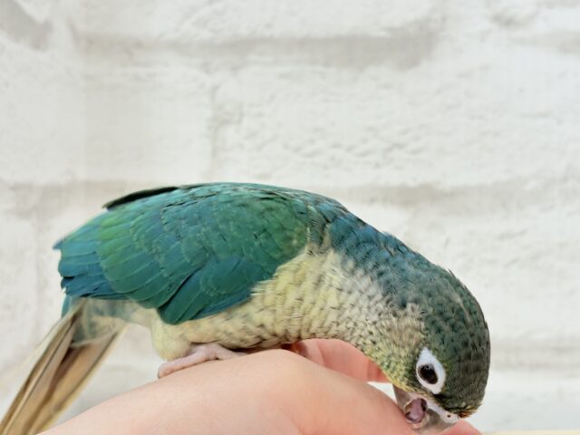 ワキコガネウロコインコ