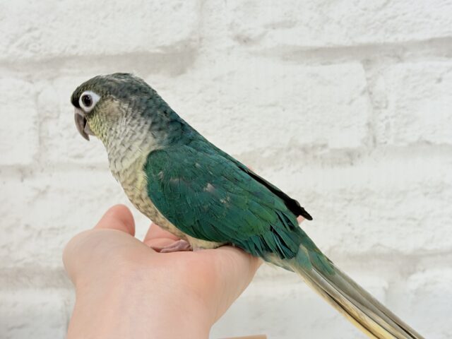 ワキコガネウロコインコ