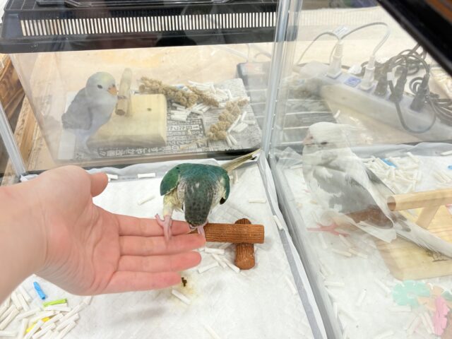 ワキコガネウロコインコ