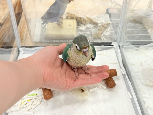 ワキコガネウロコインコ