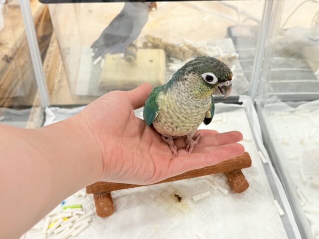 ワキコガネウロコインコ