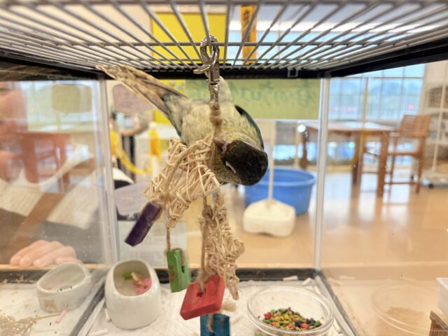 ワキコガネウロコインコ