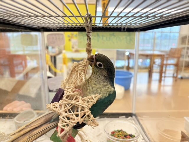 ワキコガネウロコインコ