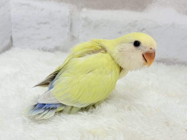 コザクラインコ（小桜インコ）