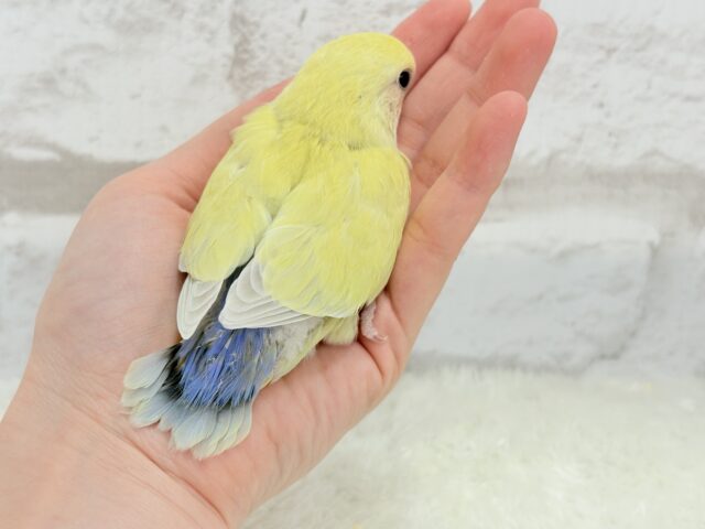 コザクラインコ（小桜インコ）