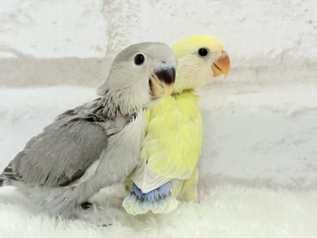 コザクラインコ（小桜インコ）