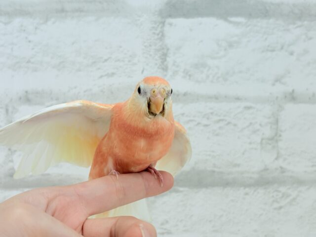 アキクサインコ（秋草インコ）