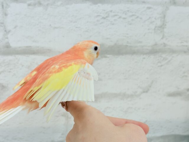 アキクサインコ（秋草インコ）