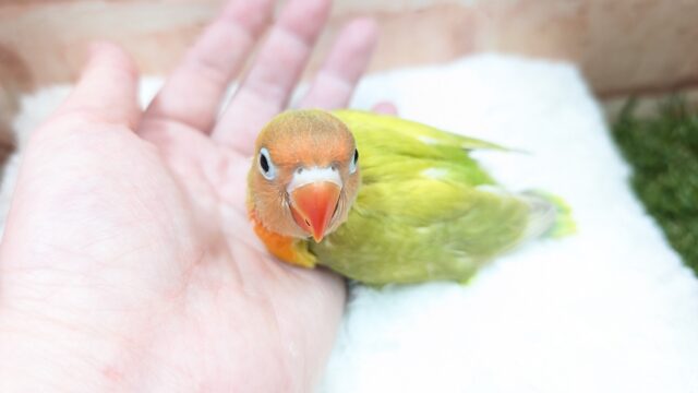ヤマブキボタンインコ