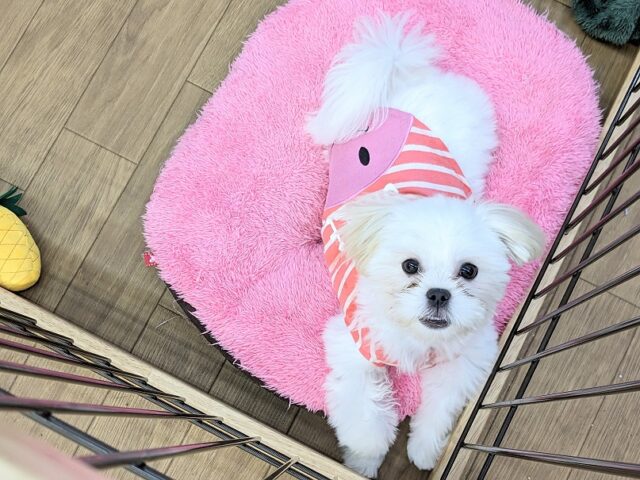 最新画像更新☆とっても明るい元気ガール☆ ハーフ犬(ペキニーズ×マルチーズ)の女のコ 2025.3/22撮影 マルペキ