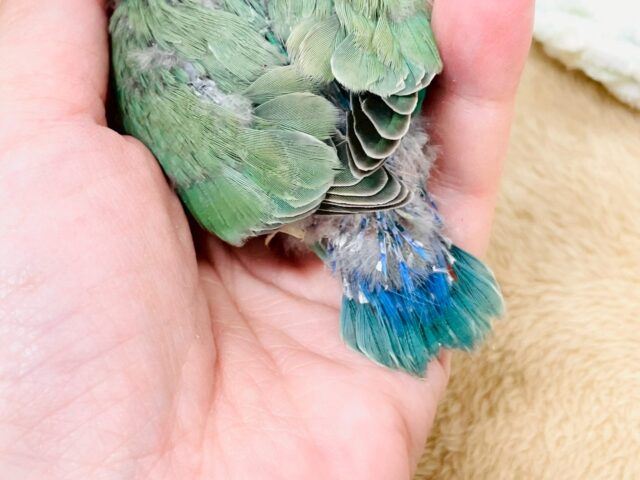コザクラインコ（小桜インコ）