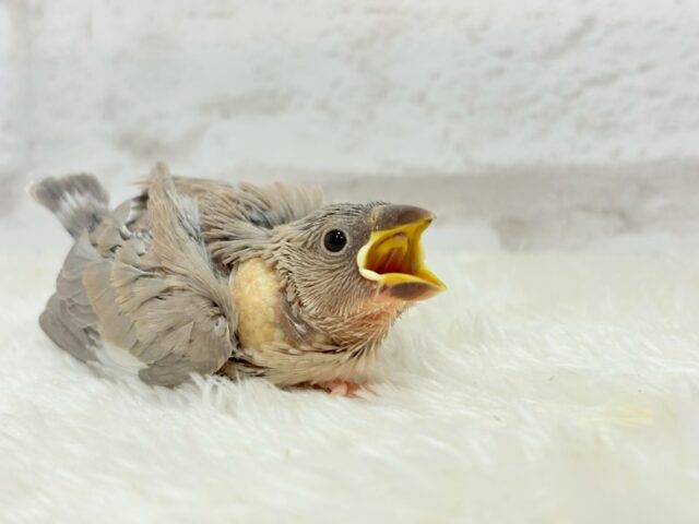 【最新画像更新🪄ひとり餌になりました!】ナナメ45度☆彡 可愛いを知る♬ (´ω`*) 色変わり文鳥~~ 色変わり文鳥
