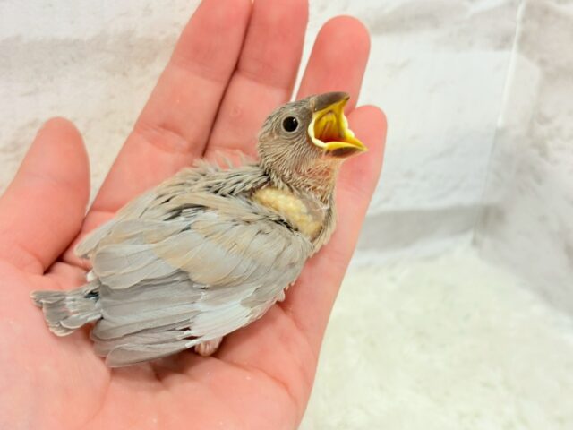 【最新画像更新🪄ひとり餌になりました!】ナナメ45度☆彡 可愛いを知る♬ (´ω`*) 色変わり文鳥~~ 色変わり文鳥