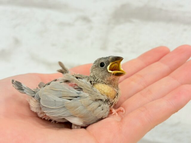 【最新画像更新🪄ひとり餌になりました!】ナナメ45度☆彡 可愛いを知る♬ (´ω`*) 色変わり文鳥~~ 色変わり文鳥