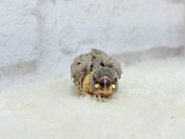 【最新画像更新🪄ひとり餌になりました!】ナナメ45度☆彡 可愛いを知る♬ (´ω`*) 色変わり文鳥~~ 色変わり文鳥