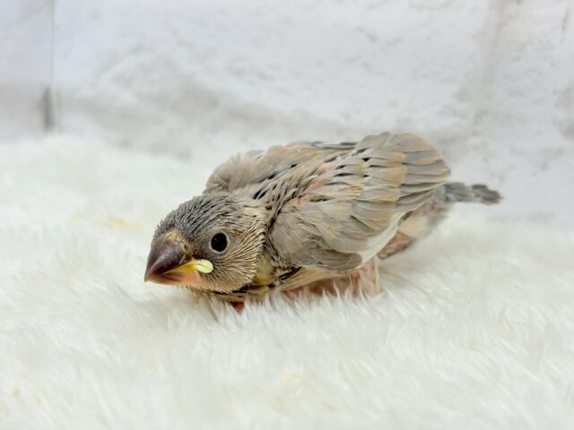 【最新画像更新🪄ひとり餌になりました!】ナナメ45度☆彡 可愛いを知る♬ (´ω`*) 色変わり文鳥~~ 色変わり文鳥