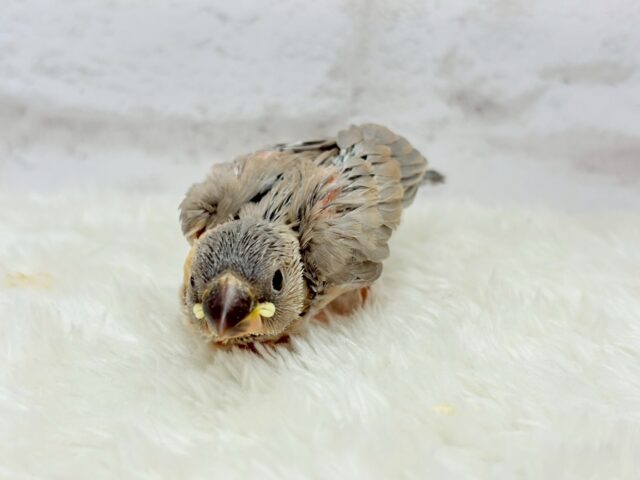 【最新画像更新🪄ひとり餌になりました!】ナナメ45度☆彡 可愛いを知る♬ (´ω`*) 色変わり文鳥~~ 色変わり文鳥