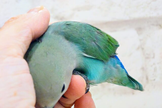 コザクラインコ（小桜インコ）