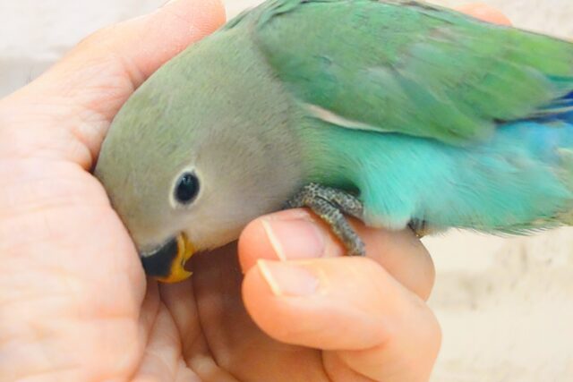 コザクラインコ（小桜インコ）