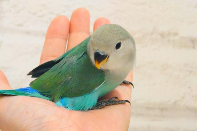 コザクラインコ（小桜インコ）