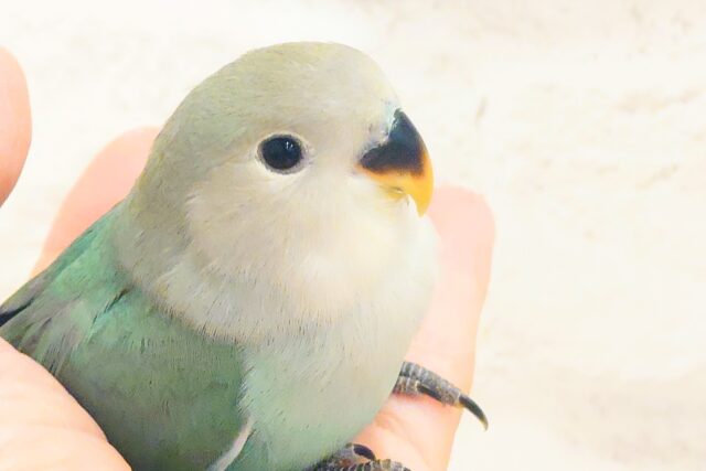 コザクラインコ（小桜インコ）