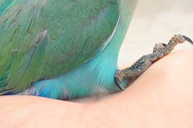 コザクラインコ（小桜インコ）