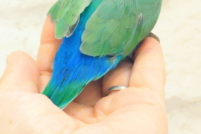 コザクラインコ（小桜インコ）