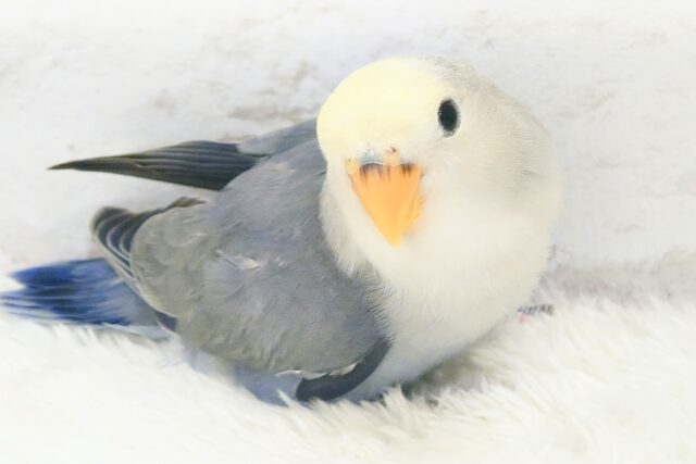 コザクラインコ（小桜インコ）