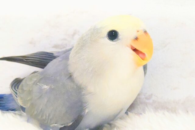 コザクラインコ（小桜インコ）