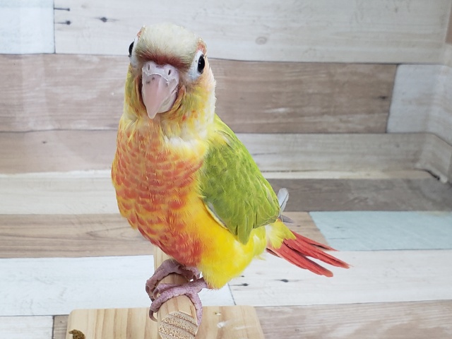 ホオミドリウロコインコ