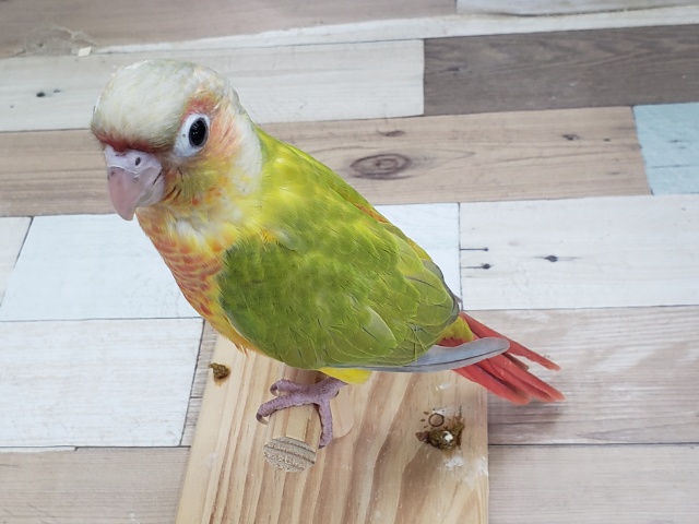 ホオミドリウロコインコ