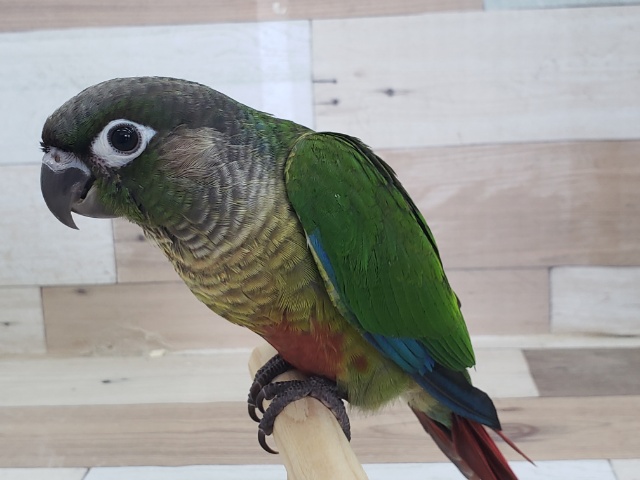 ホオミドリウロコインコ