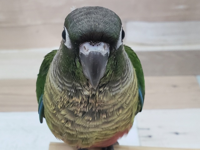 ホオミドリウロコインコ