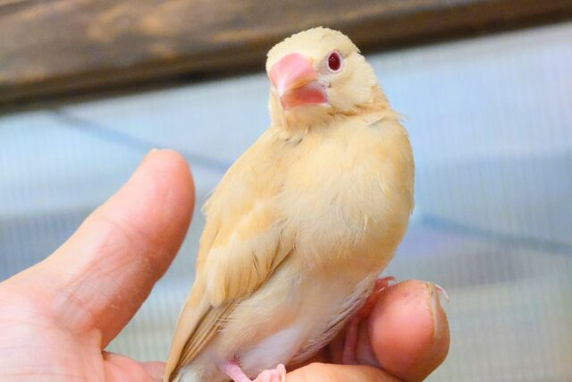最新画像になります☆ 天使の赤ちゃんが降臨しました♡シナモン文鳥 ヒナ シナモン文鳥