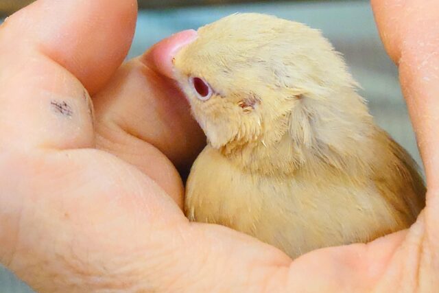 最新画像になります☆ 天使の赤ちゃんが降臨しました♡シナモン文鳥 ヒナ シナモン文鳥