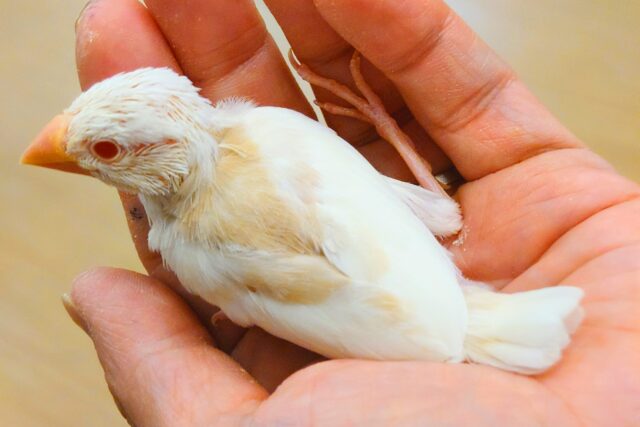 アルビノ文鳥