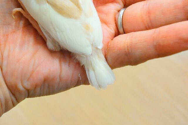 アルビノ文鳥