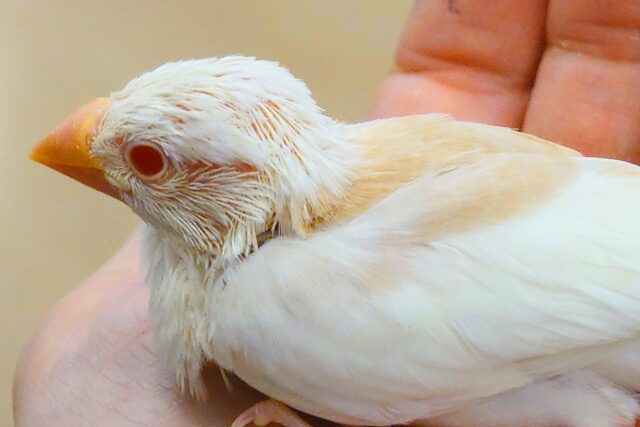 アルビノ文鳥