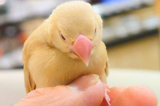 最新画像になります☆ 天使の赤ちゃんが降臨しました♡シナモン文鳥 ヒナ シナモン文鳥