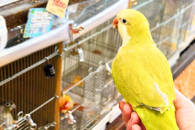 オキナインコ