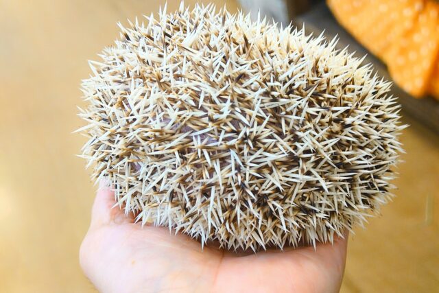 ハリネズミ（ヨツユビハリネズミ）