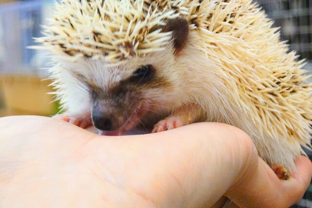 ハリネズミ（ヨツユビハリネズミ）