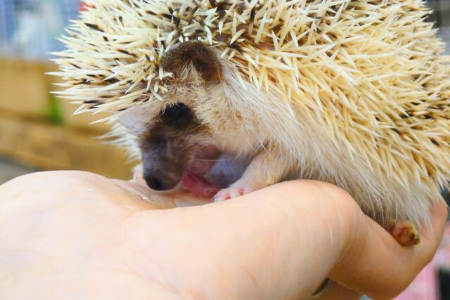 ハリネズミ（ヨツユビハリネズミ）