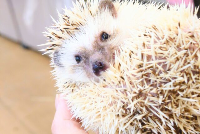 ハリネズミ（ヨツユビハリネズミ）