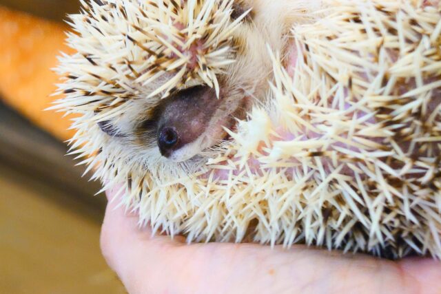 ハリネズミ（ヨツユビハリネズミ）