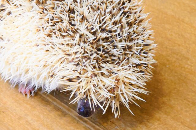 ハリネズミ（ヨツユビハリネズミ）