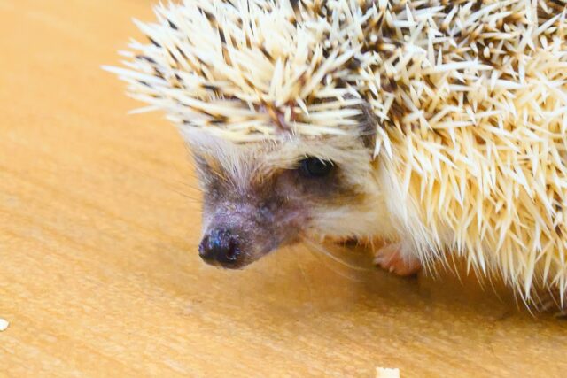 ハリネズミ（ヨツユビハリネズミ）