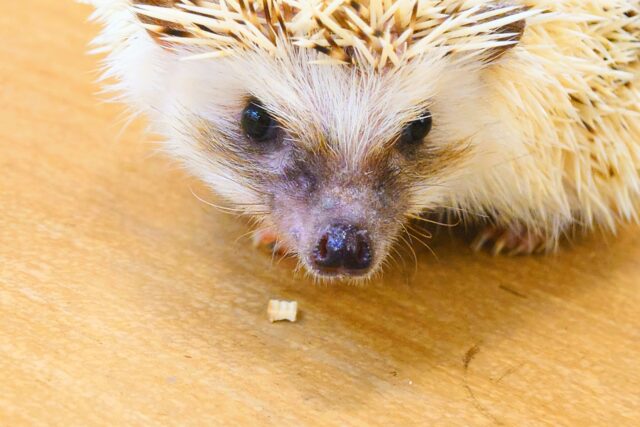 ハリネズミ（ヨツユビハリネズミ）