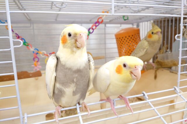 オカメインコ