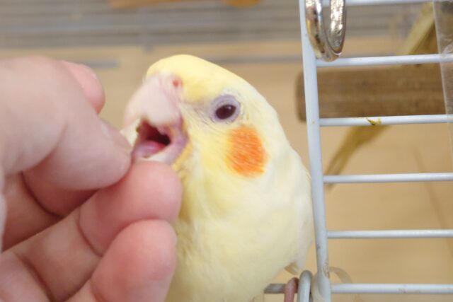 オカメインコ